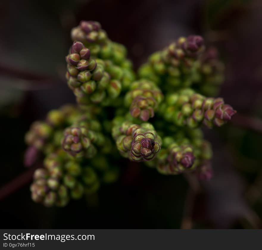 Green and Purple Flower Close Up Photo