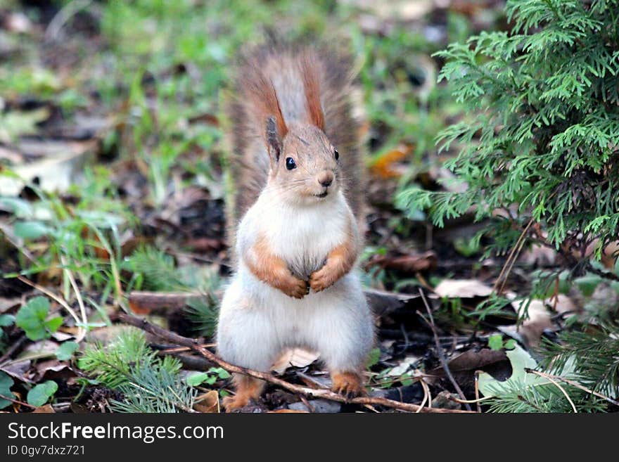 Close-up of Squirrel on Field