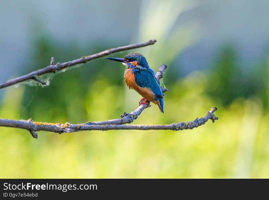 A close up of a blue orange kingfisher bird perched on a branch. A close up of a blue orange kingfisher bird perched on a branch.