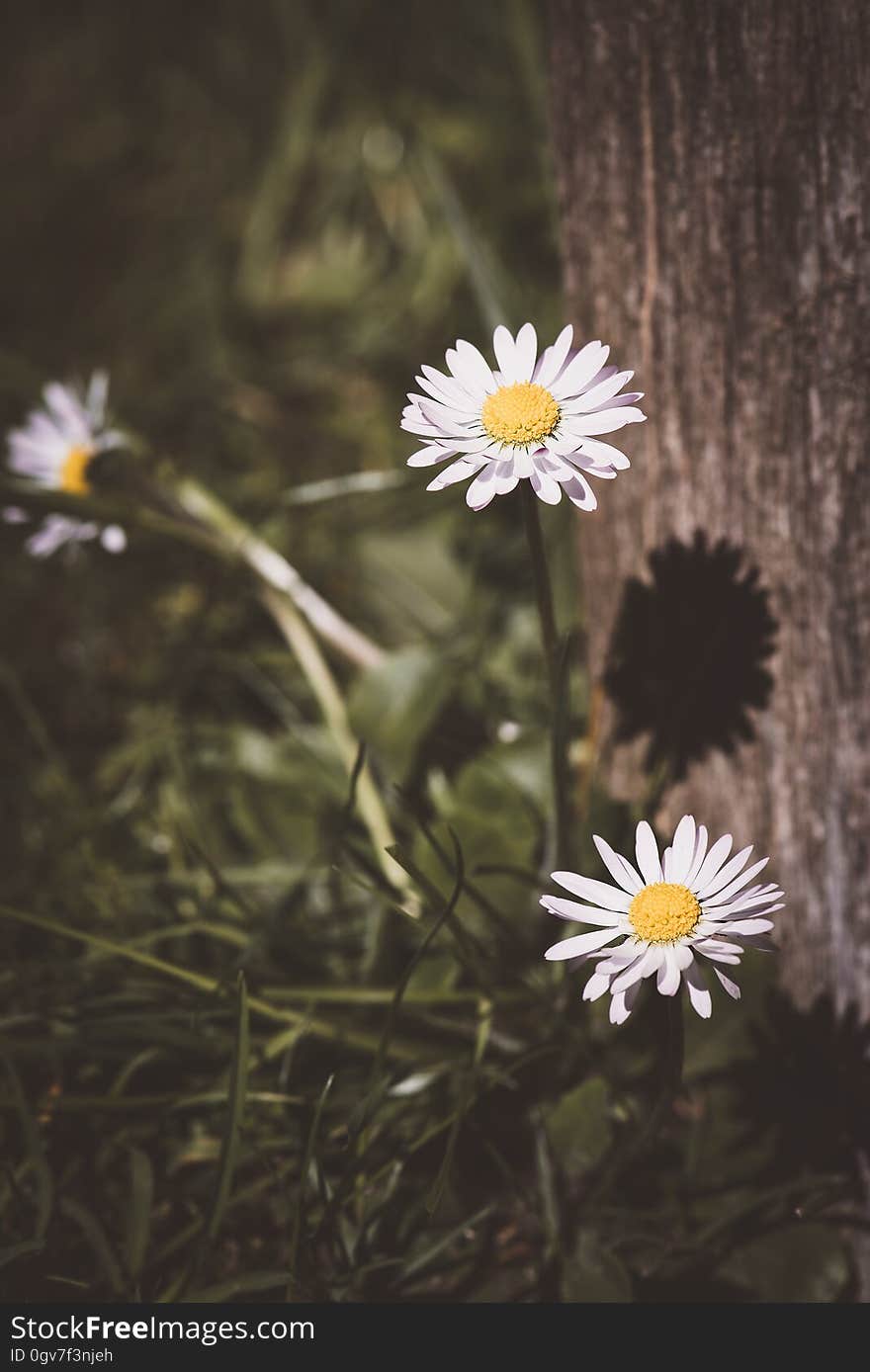 Daisies blooming next to a tree.