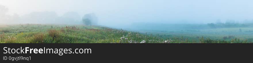 Morning field panorama