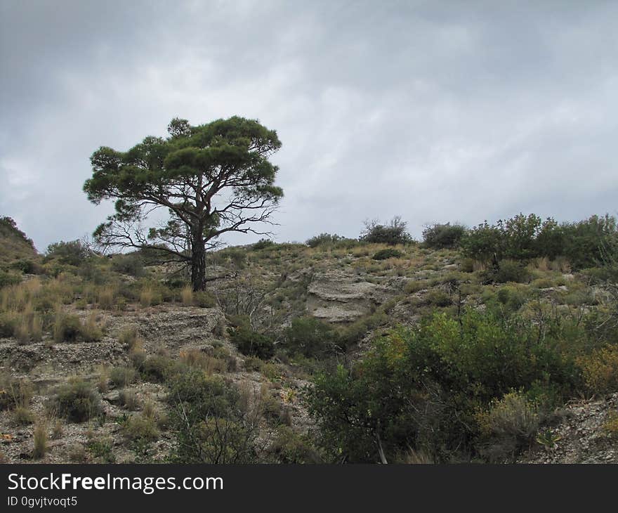 Cloud, Plant, Sky, Natural landscape, Natural environment, Bedrock