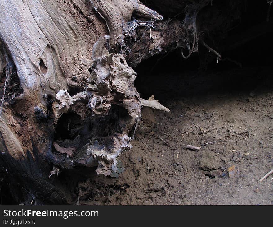 Brown, Wood, Trunk, Twig, Terrestrial plant, Driftwood