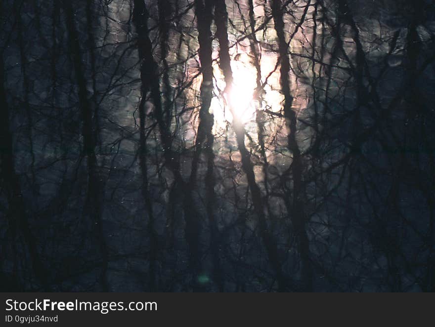 water texture with distorted tree reflections