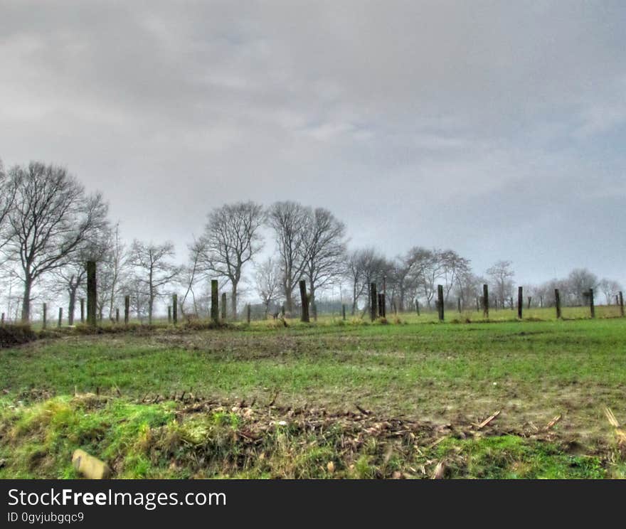 Cloud, Sky, Plant, Natural landscape, Tree, Wood