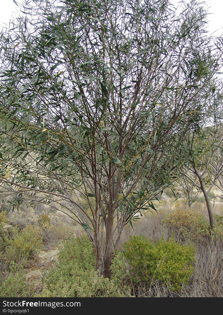 coojong -- Acacia saligna