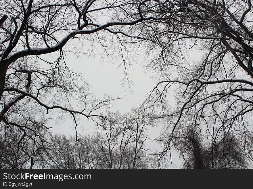 Tree Branches