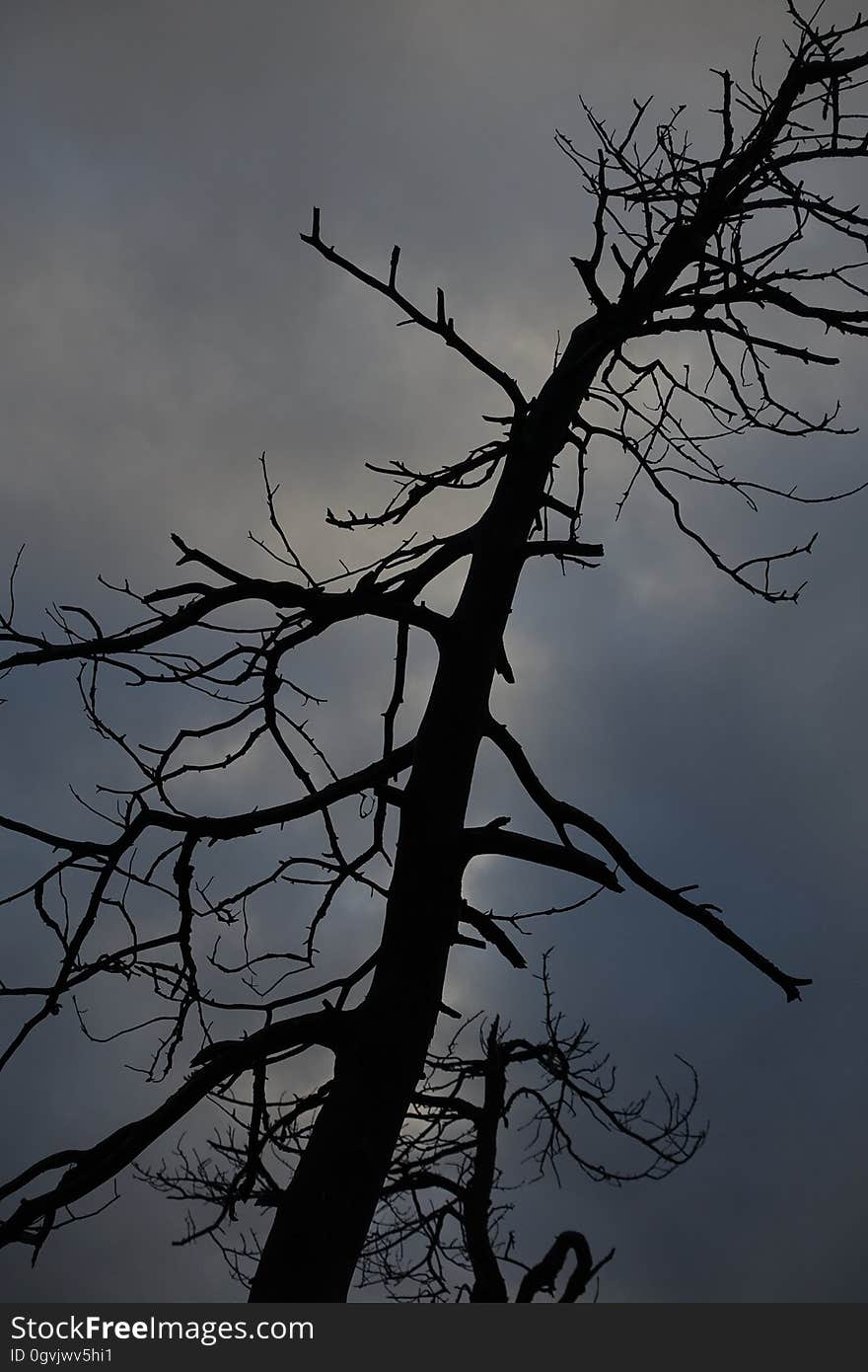 Sky, Cloud, Plant, Twig, Tree, Trunk