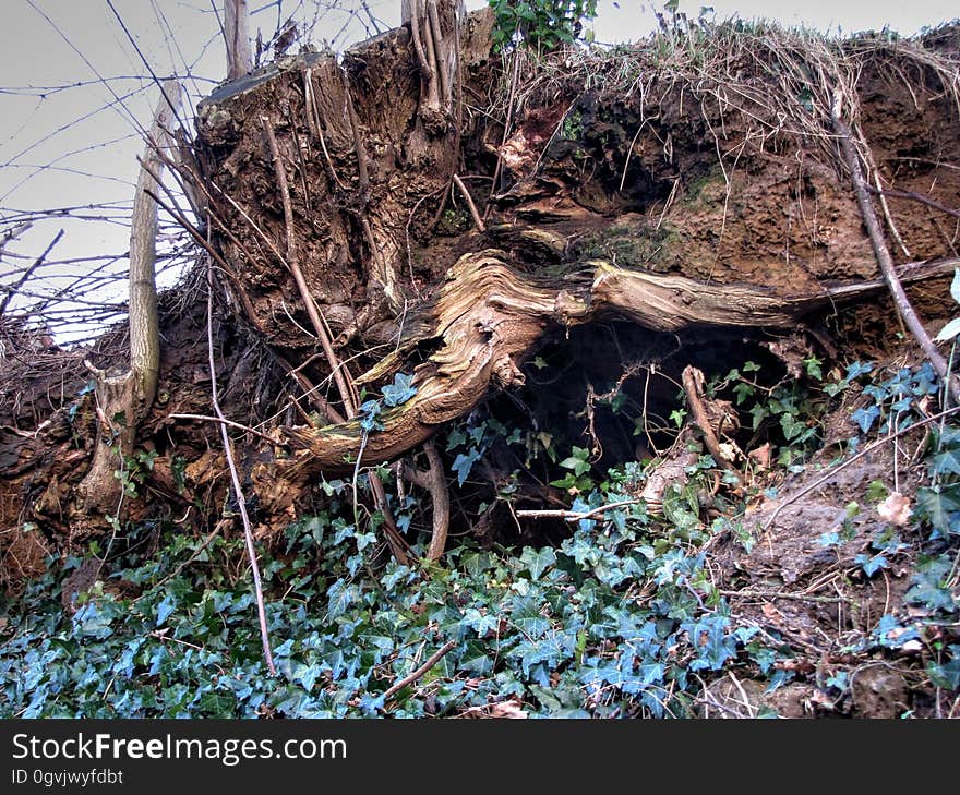 Plant, Wood, Twig, Vegetation, Sky, Biome