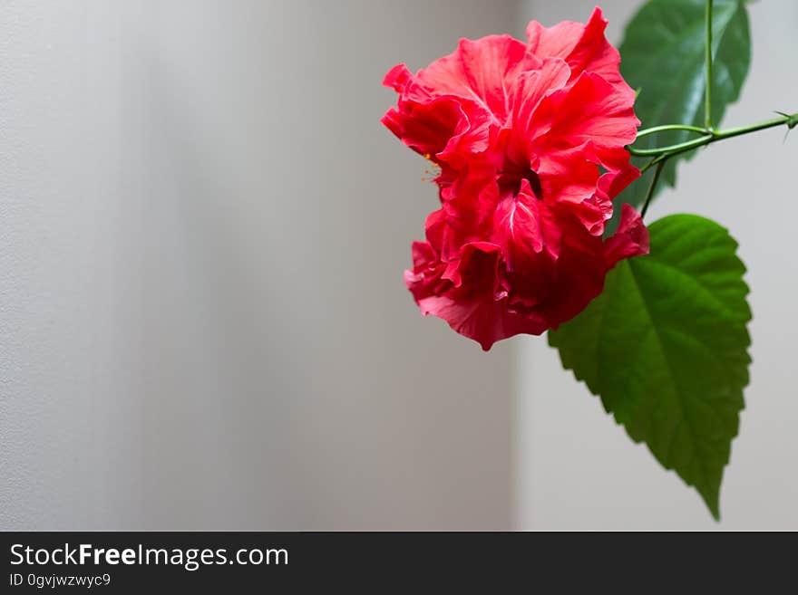 Hibiscus rosa-sinensis