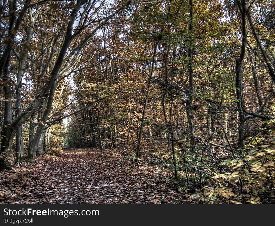 Brown, Plant, Tree, Natural landscape, Wood, Twig