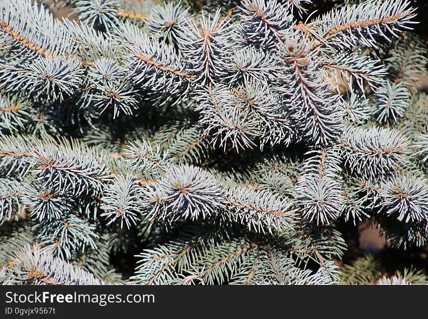 Blue spruce fronds on a cold morning. Blue spruce fronds on a cold morning