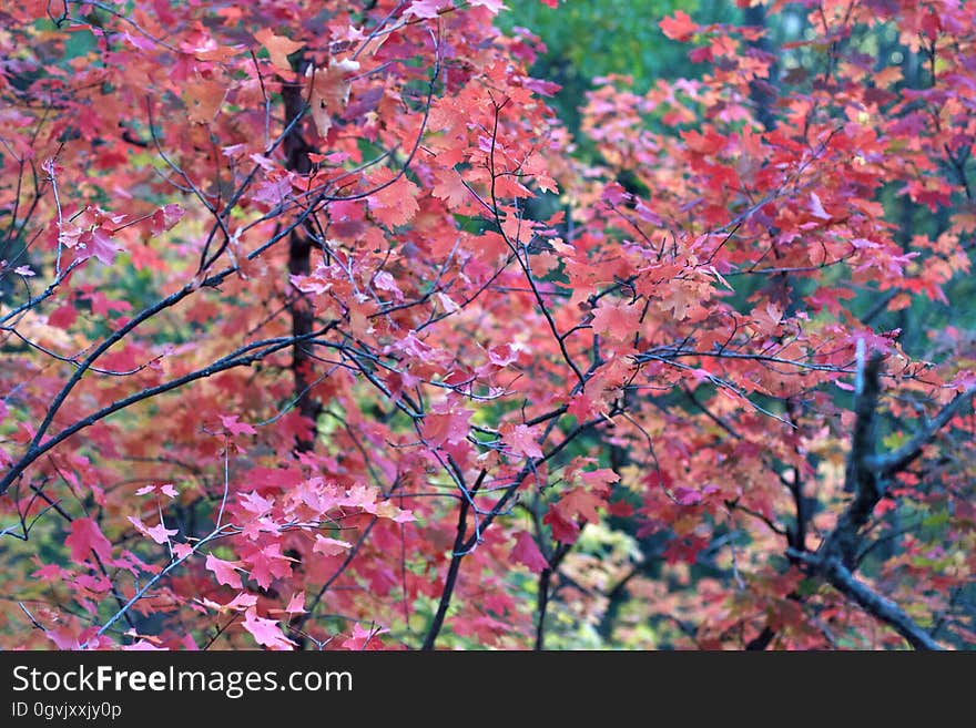 I seem to have missed all the fall colors while on travel the sat two years. This jeep trail up Strawberry Mountain has gorgeous small clumps of red maple trees, backed by yellow and green oak. I seem to have missed all the fall colors while on travel the sat two years. This jeep trail up Strawberry Mountain has gorgeous small clumps of red maple trees, backed by yellow and green oak.