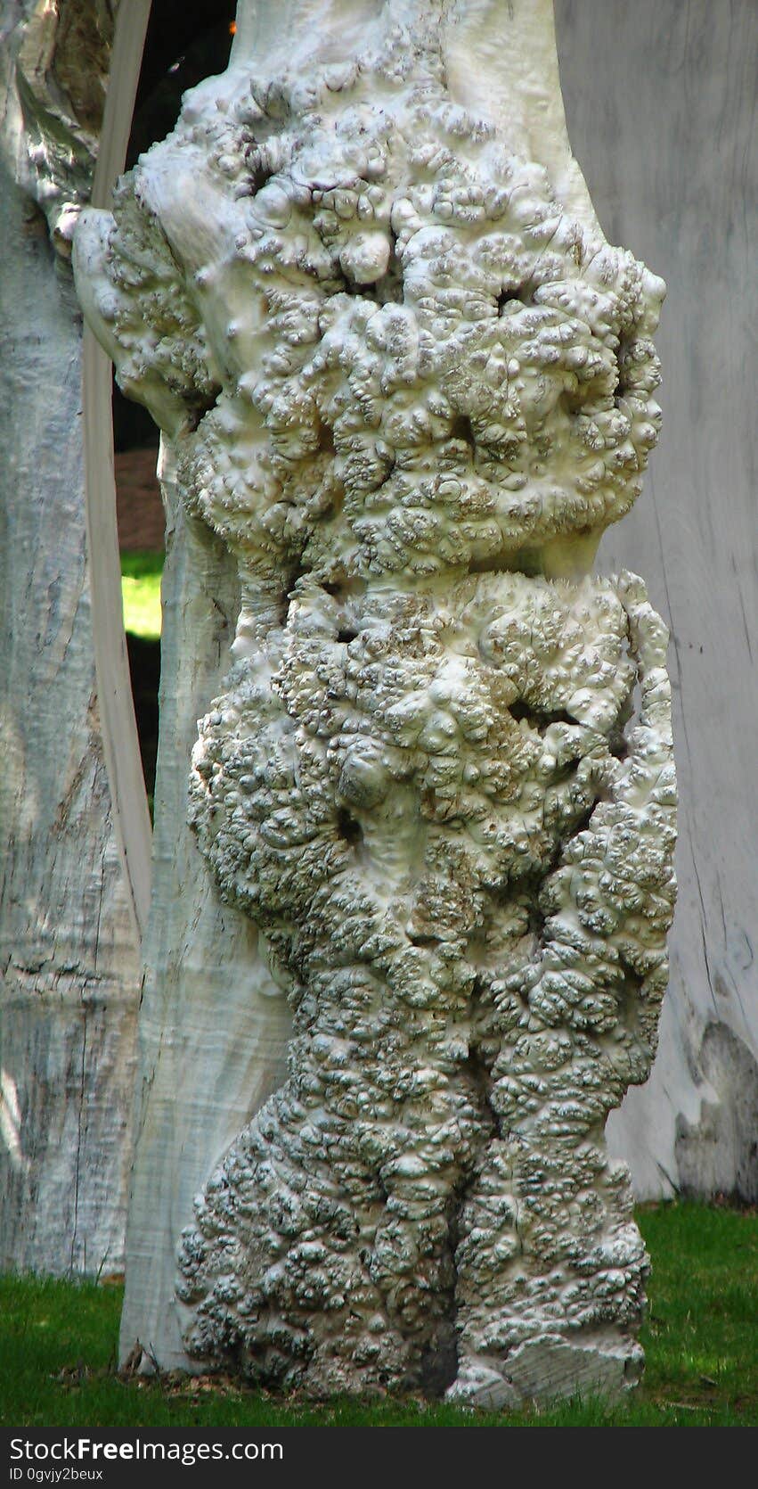 lumpy tree trunk