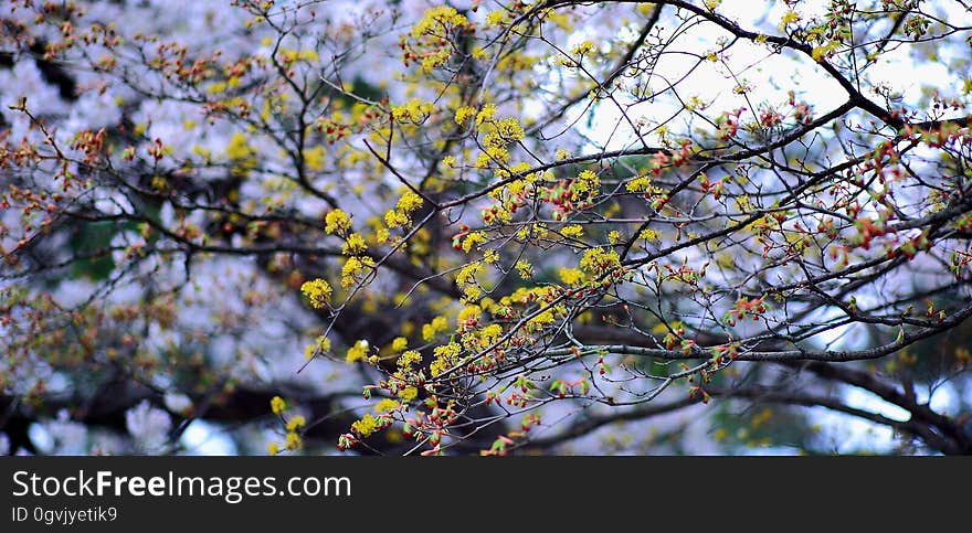 Yellow Petaled Tree Flowers