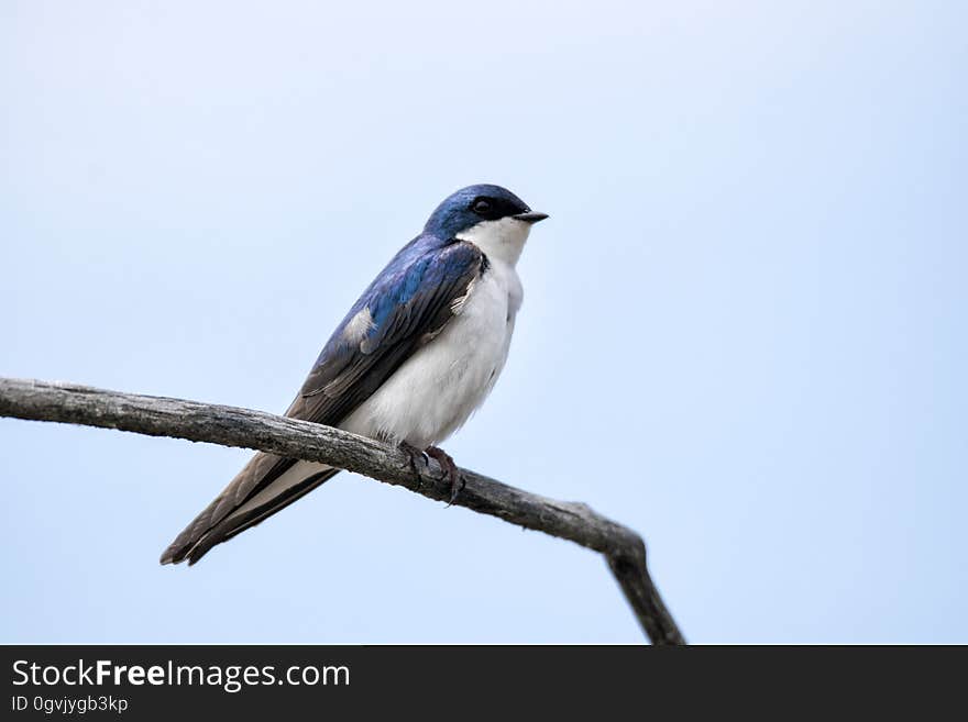 Oiseau &#x28;Hirondelle Bicolore&#x29; 216