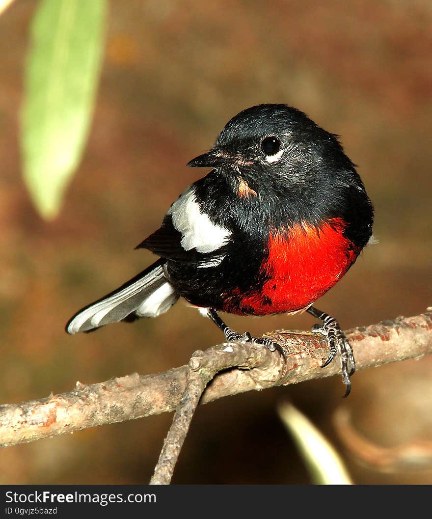 Black White Red Chested Bird Perched on Stem Closeup Photography during Daytime