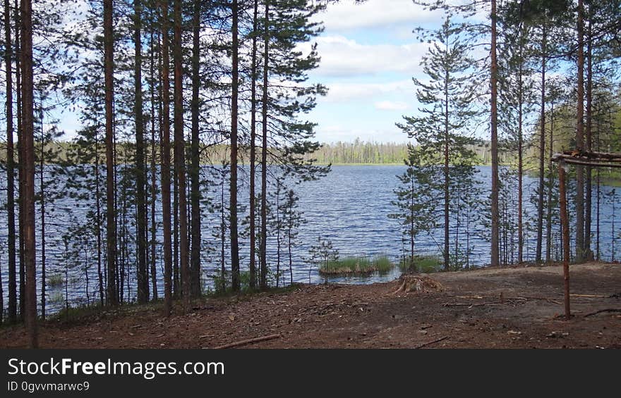 Water, Plant, Sky, Cloud, Natural landscape, Larch