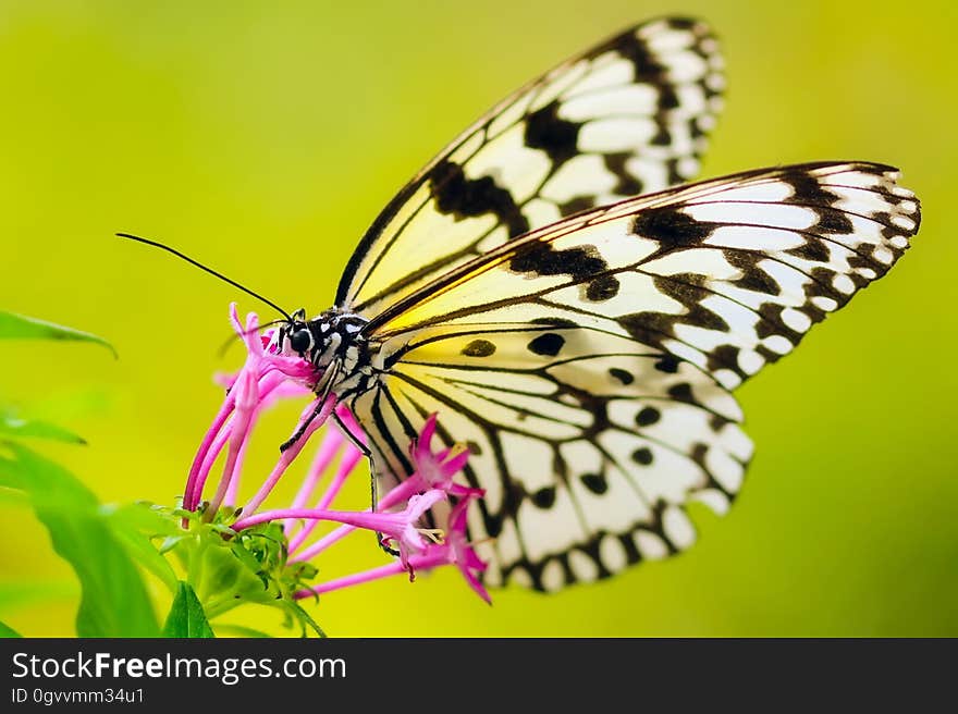 Close-up of Butterfly Pollinating Flower