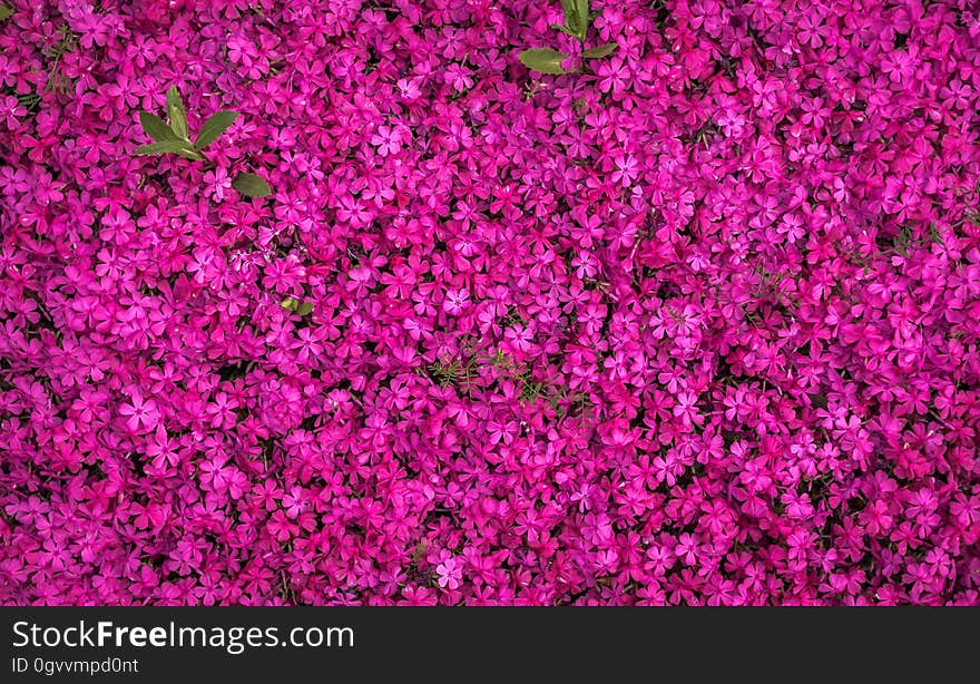 A background of tiny purple flowers.