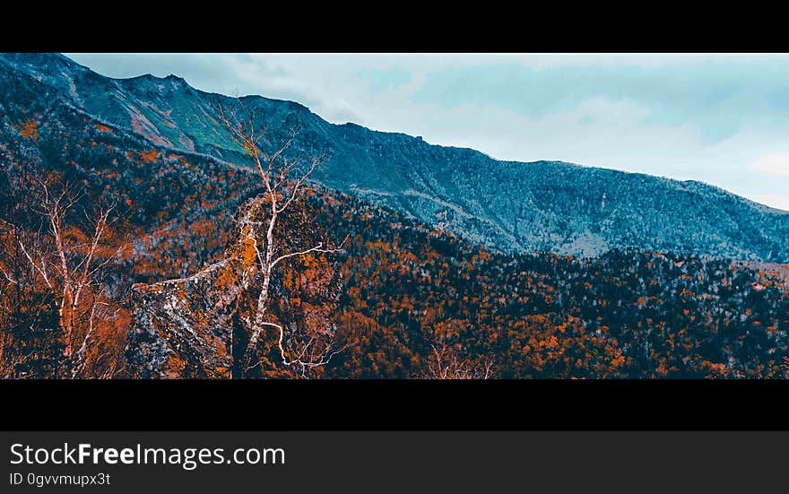 Thorny bushes