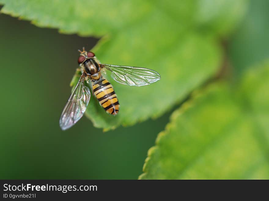 Shallow Focus Image of Brown and Black Bee on Green Leaf