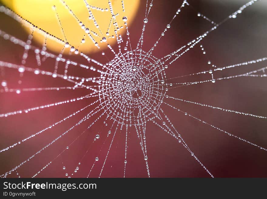 A close up of a cobweb with dew drops.