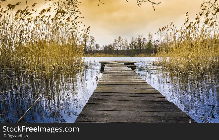 A wooden dock between reeds.