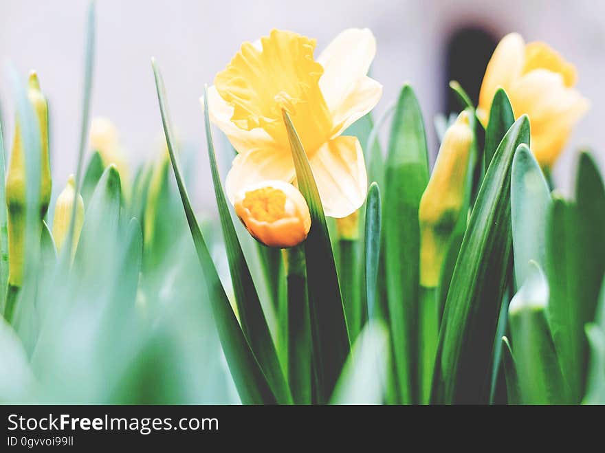 Yellow daffodils in full bloom.