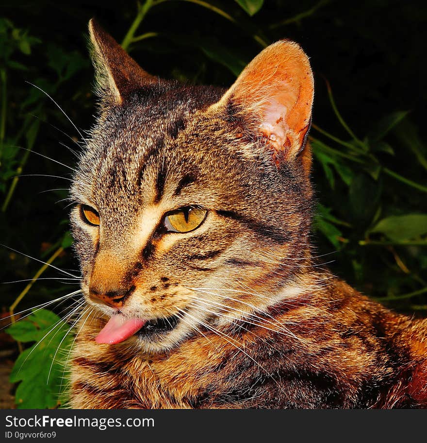 Close-up of Cat