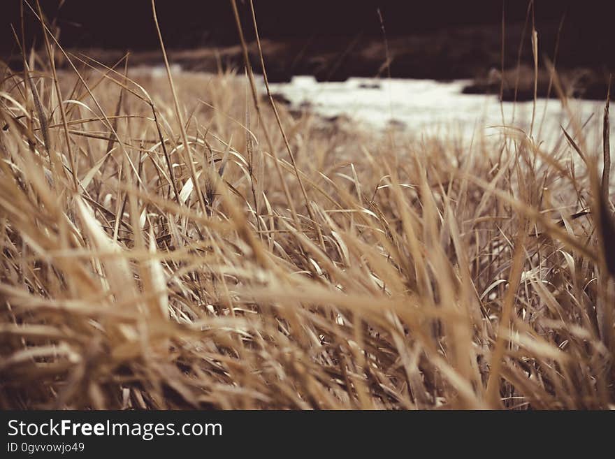 Closeup of a field during fall time. Closeup of a field during fall time.