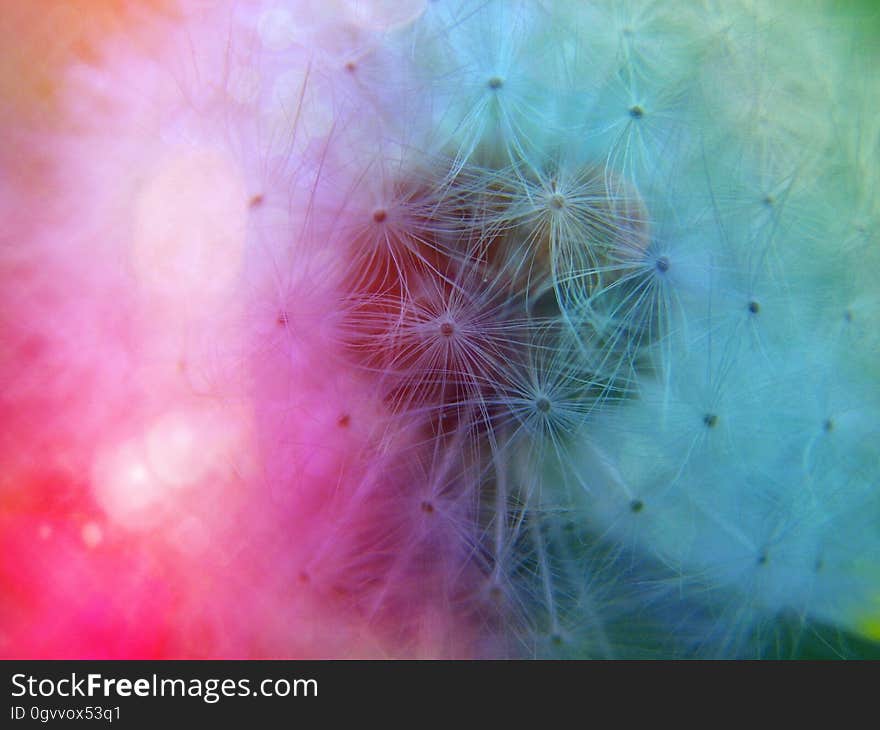 A close up of fluffy dandelion flowers on a pink blue background.