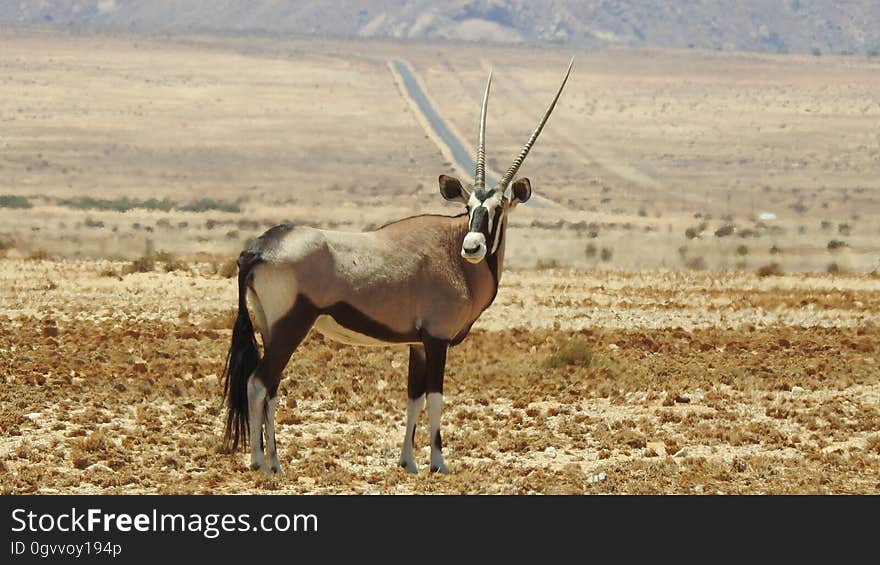 An antelope standing in an African desert. An antelope standing in an African desert.