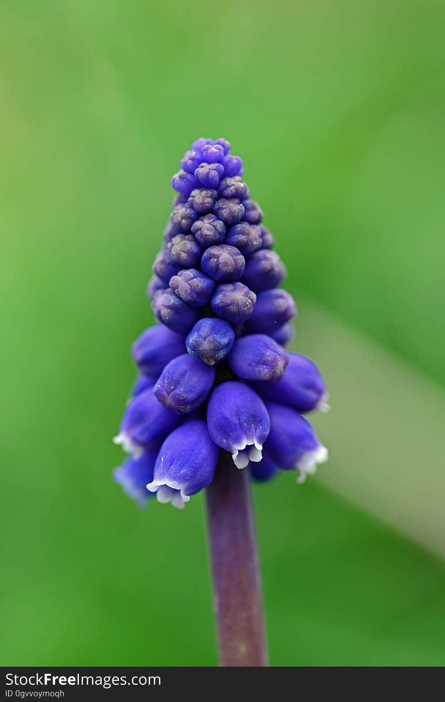 Blue and White Petaled Flower