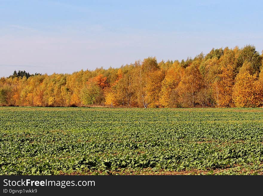 A green meadow and a forest in autumn in the background. A green meadow and a forest in autumn in the background.