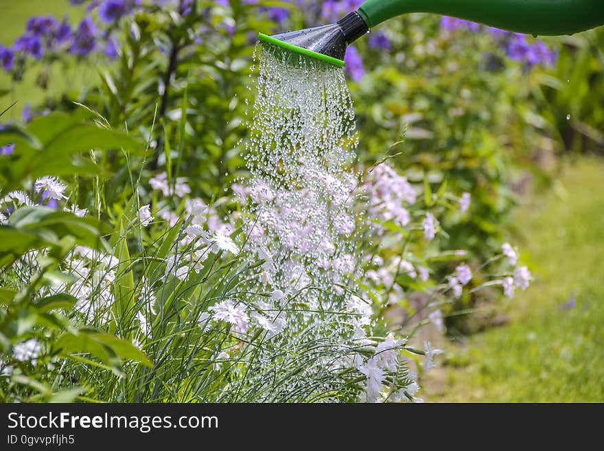 White Petal Flower Sprinkled With Water in Green Water Sprinkler