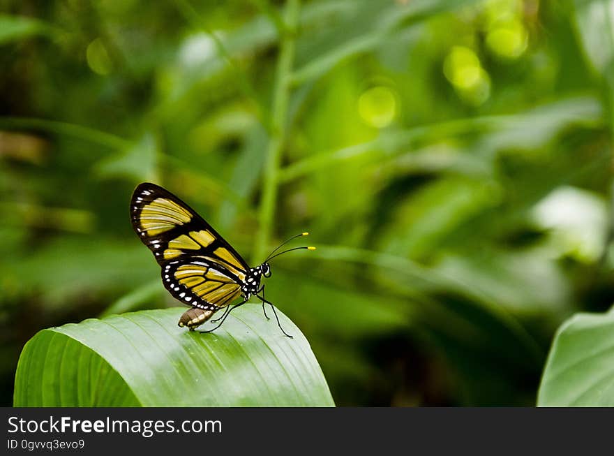 Yellow and Black Butterfly on Top of Green Leaf