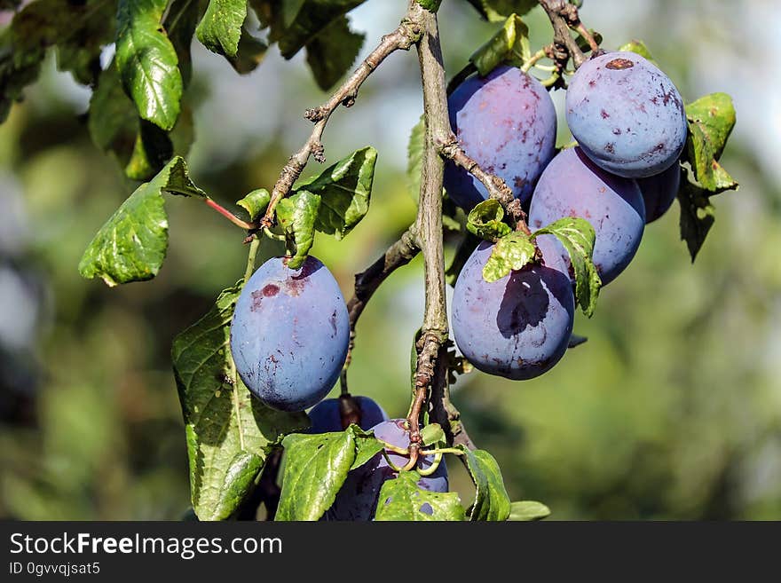 Shallow Focus Photograph Purple Round Fruit