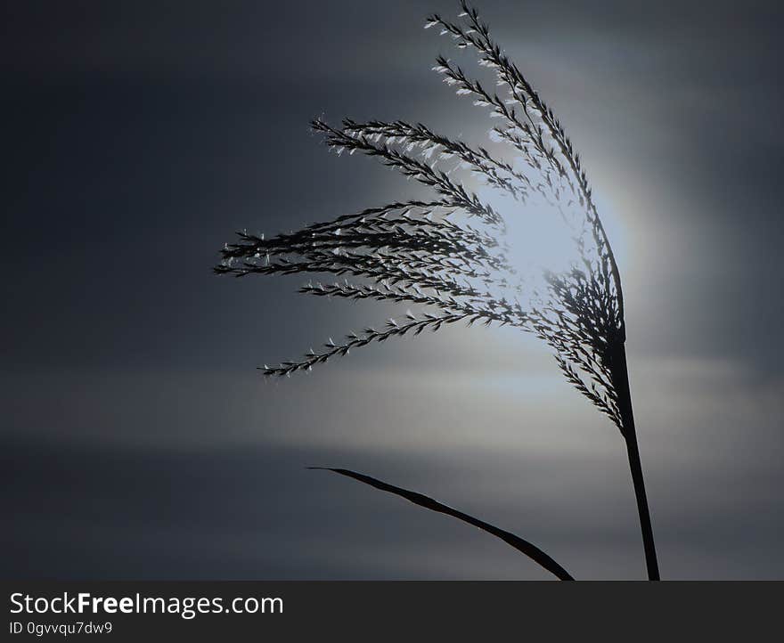 A stalk of grass against the sun. A stalk of grass against the sun.