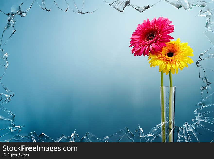 Flower, Flowering Plant, Yellow, Flora