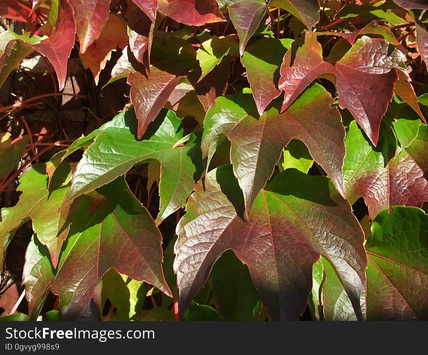 Leaf, Plant, Flora, Autumn