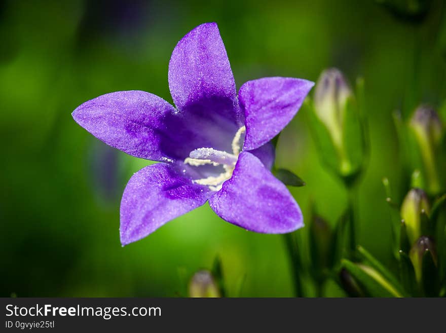 Flower, Flora, Bellflower Family, Wildflower