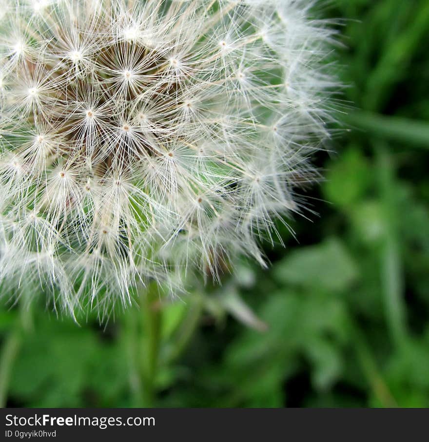 Flower, Plant, Dandelion, Flora