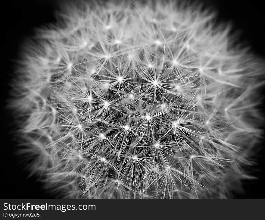 Black And White, Nature, Monochrome Photography, Flower