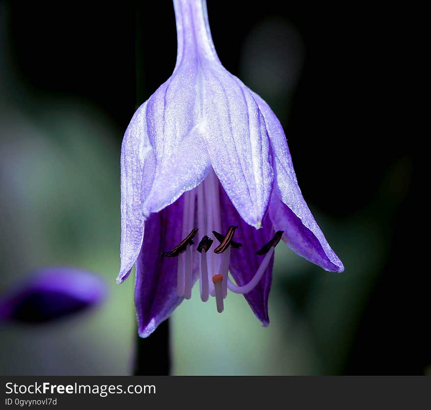 Flower, Flora, Violet, Plant