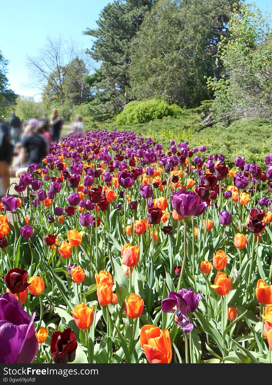 A flowerbed of colorful tulip flowers.