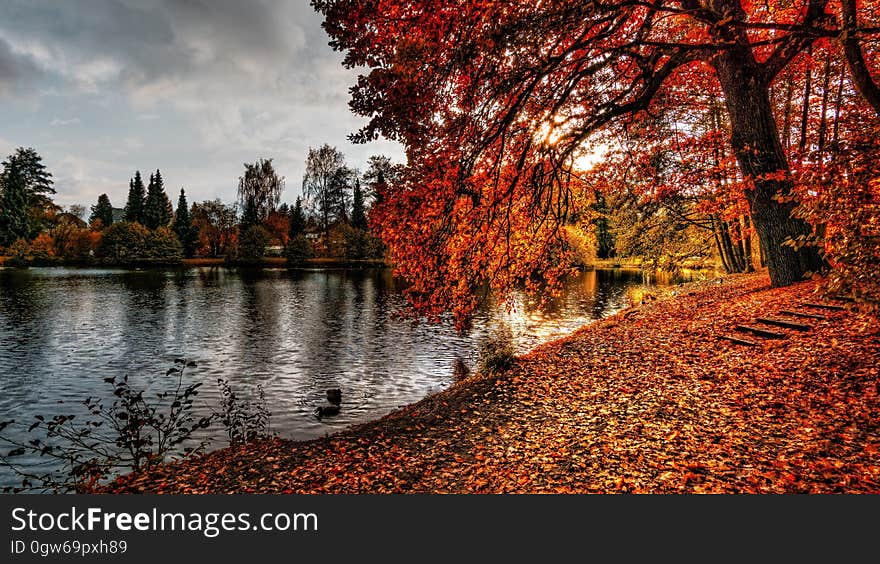 A pond with autumn leaves on the shores.