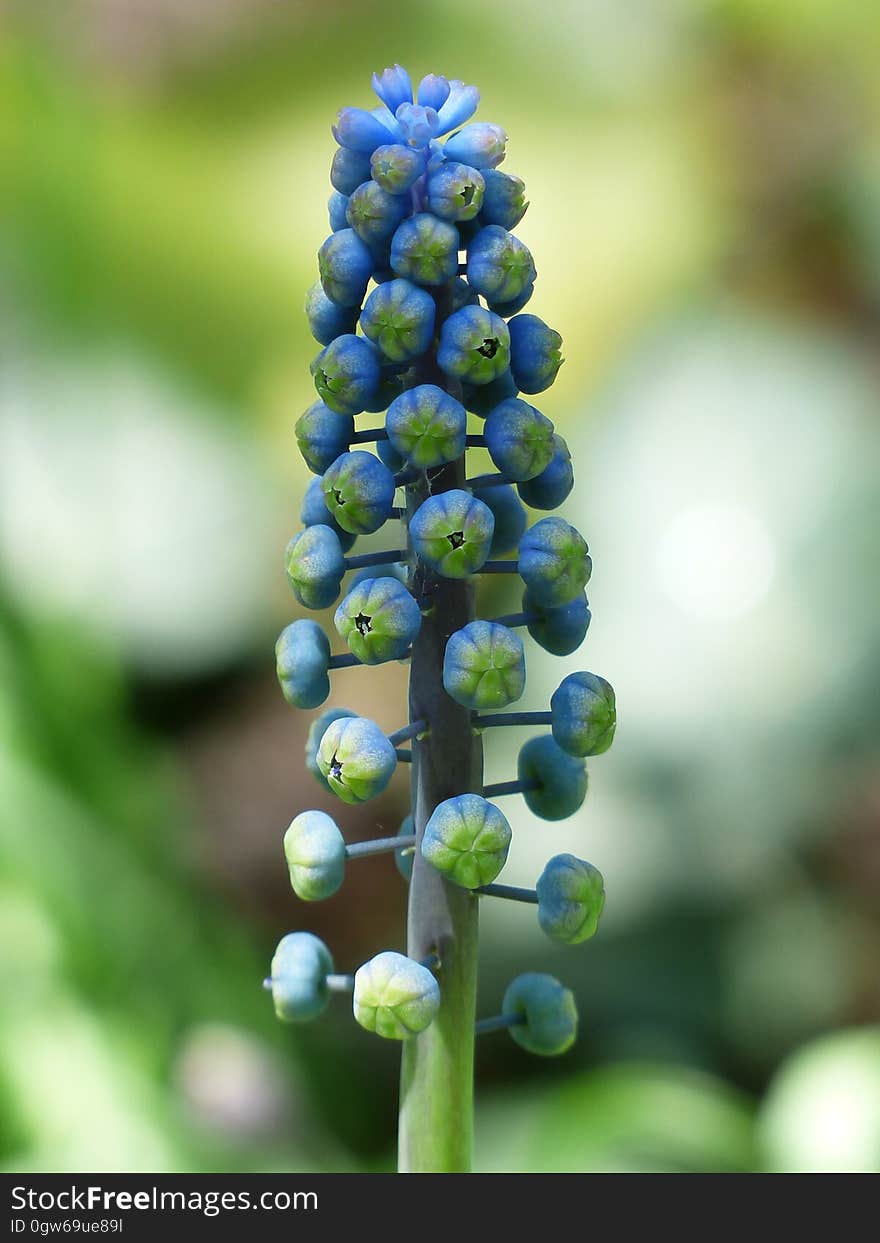 Blue and Green Flower in Selective Focus Photography