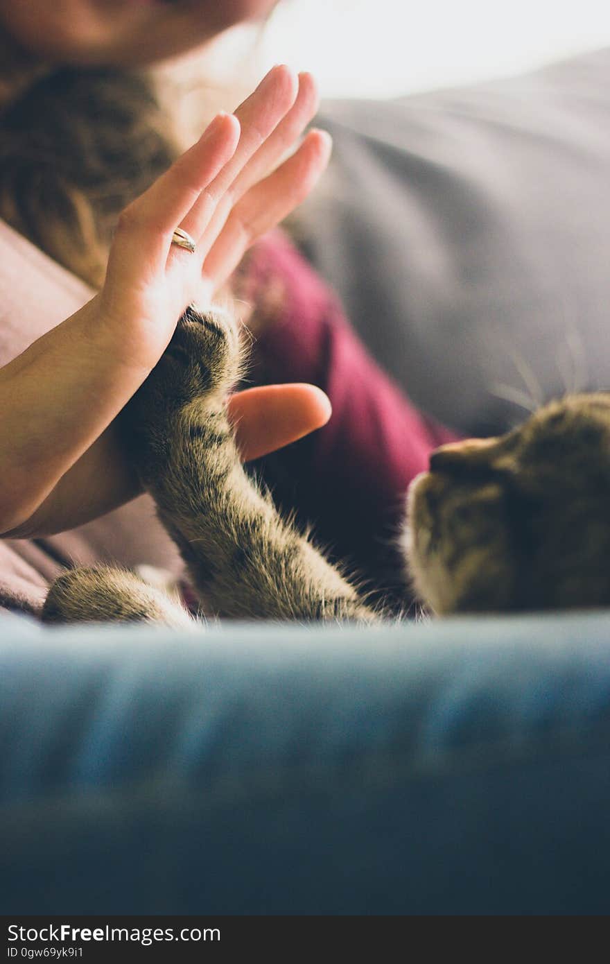 Person Giving High Five to Grey Cat