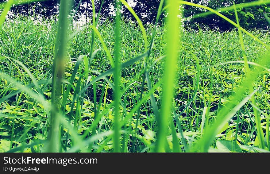 Green plants growing in a field. Green plants growing in a field.